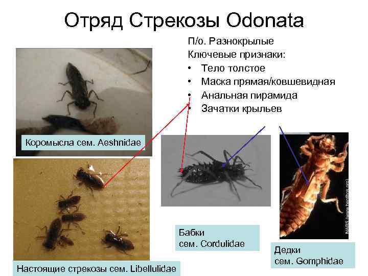 Отряд Стрекозы Odonata П/о. Разнокрылые Ключевые признаки: • Тело толстое • Маска прямая/ковшевидная •