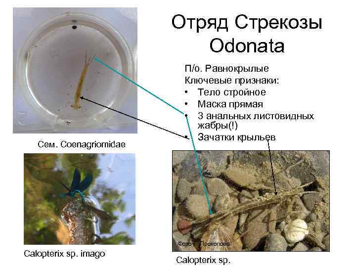 Отряд Стрекозы Odonata Сем. Coenagriomidae П/о. Равнокрылые Ключевые признаки: • Тело стройное • Маска