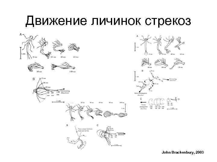 Движение личинок стрекоз John Brackenbury, 2003 