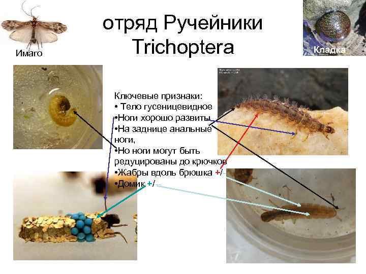 Имаго отряд Ручейники Trichoptera Ключевые признаки: • Тело гусеницевидное • Ноги хорошо развиты •