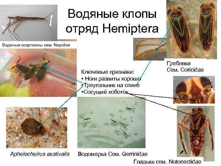 Водяные клопы отряд Hemiptera Водяные скорпионы сем. Nepidae Ключевые признаки: • Ноги развиты хорошо