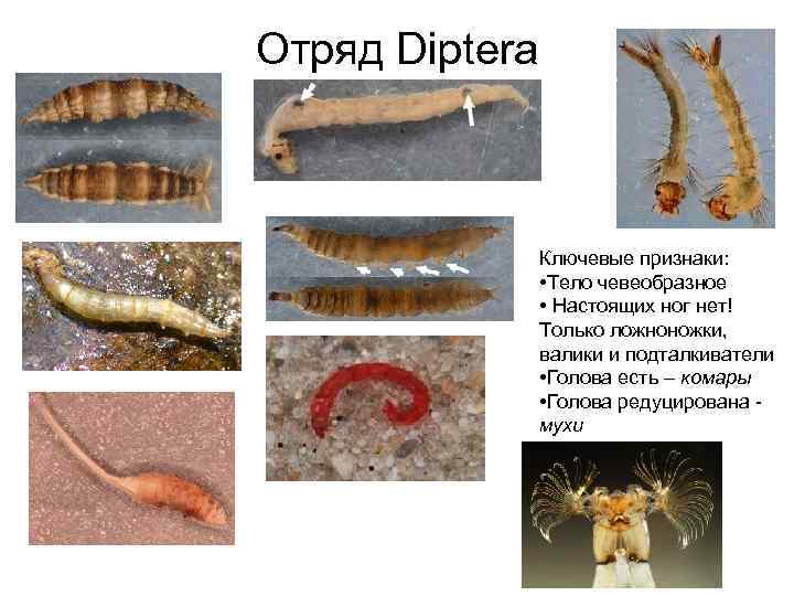 Отряд Diptera Ключевые признаки: • Тело чевеобразное • Настоящих ног нет! Только ложноножки, валики