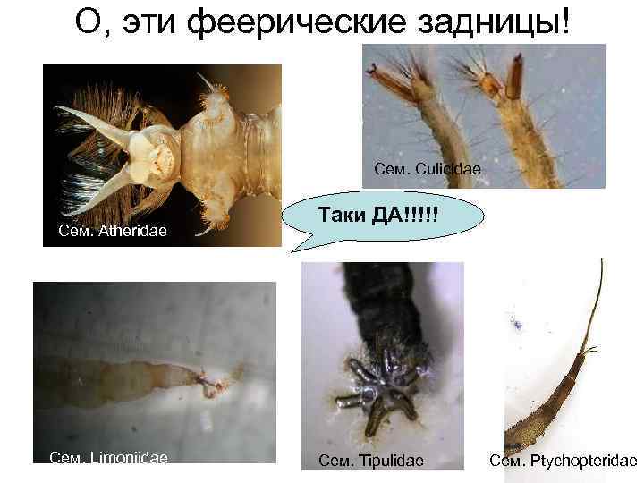 О, эти феерические задницы! Сем. Culicidae Сем. Atheridae Сем. Limoniidae Таки ДА!!!!! Сем. Tipulidae