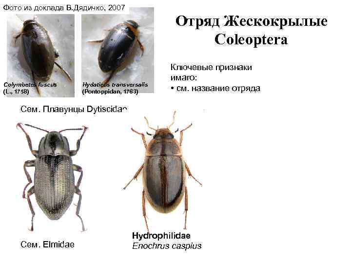 Фото из доклада В. Дядичко, 2007 Colymbetes fuscus (L. , 1758) Отряд Жескокрылые Coleoptera