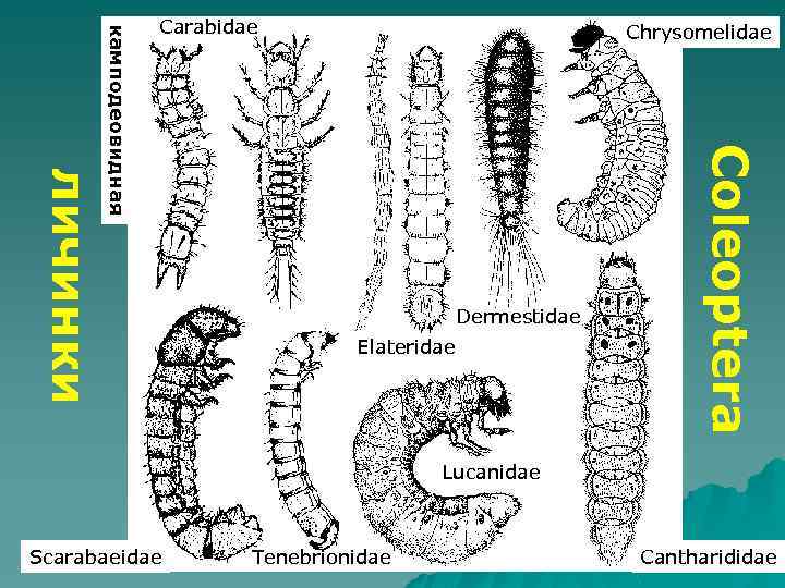 Chrysomelidae Dermestidae Elateridae Coleoptera личинки камподеовидная Carabidae Lucanidae Scarabaeidae Tenebrionidae Cantharididae 