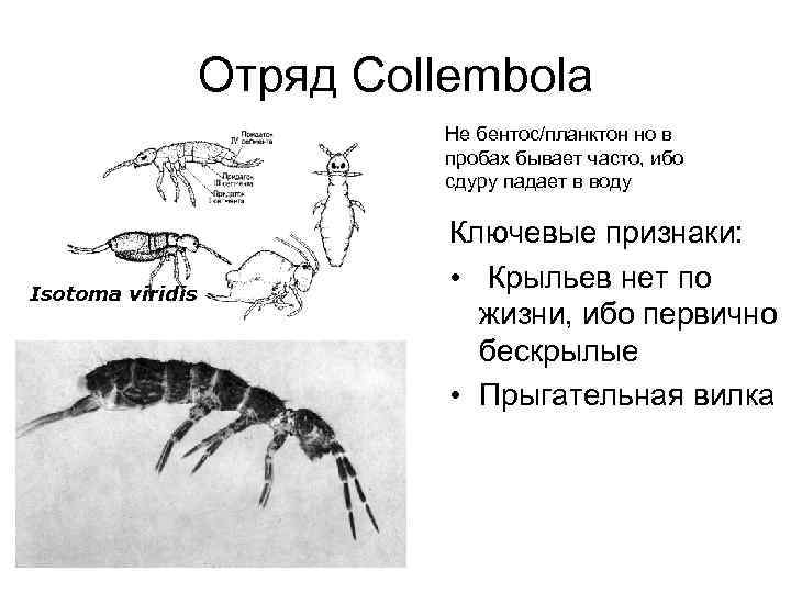 Отряд Collembola Не бентос/планктон но в пробах бывает часто, ибо сдуру падает в воду