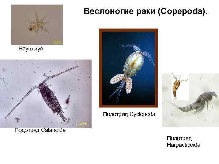 Веслоногие раки (Copepoda). Науплиус Подотряд Cyclopoda Подотряд Calanoida Подотряд Harpacticoida 