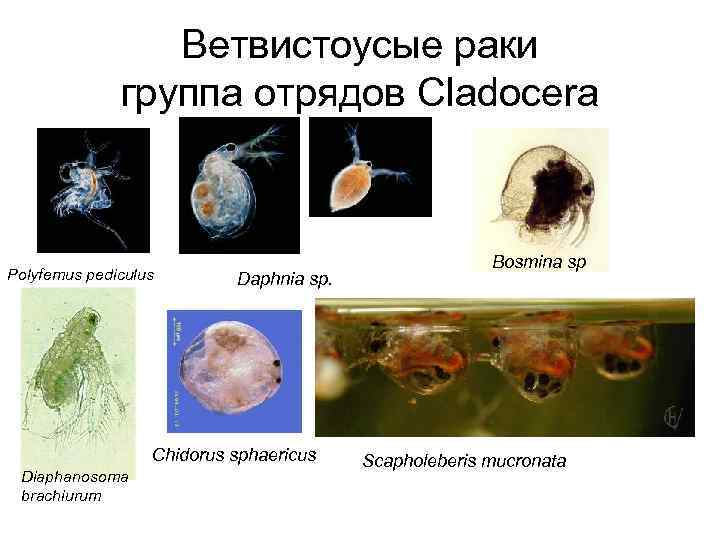 Рак групп. Отряд ветвистоусые представители. Ветвистоусые рачки. Ветвистоусые рачки характеристика. Особенности строения ветвистоусых.