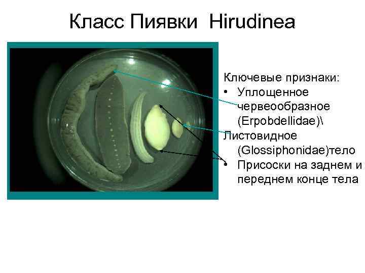 Класс Пиявки Hirudinea Ключевые признаки: • Уплощенное червеообразное (Erpobdellidae) Листовидное (Glossiphonidae)тело • Присоски на