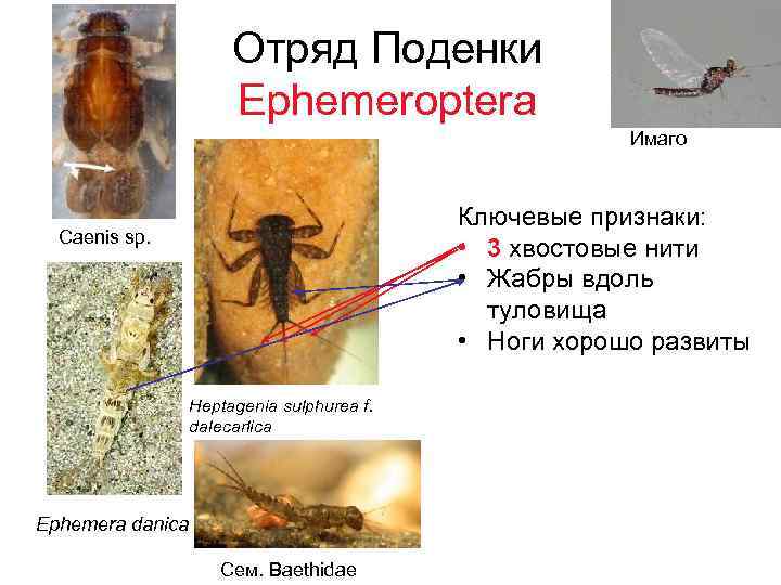 Отряд Поденки Ephemeroptera Имаго Ключевые признаки: • 3 хвостовые нити • Жабры вдоль туловища