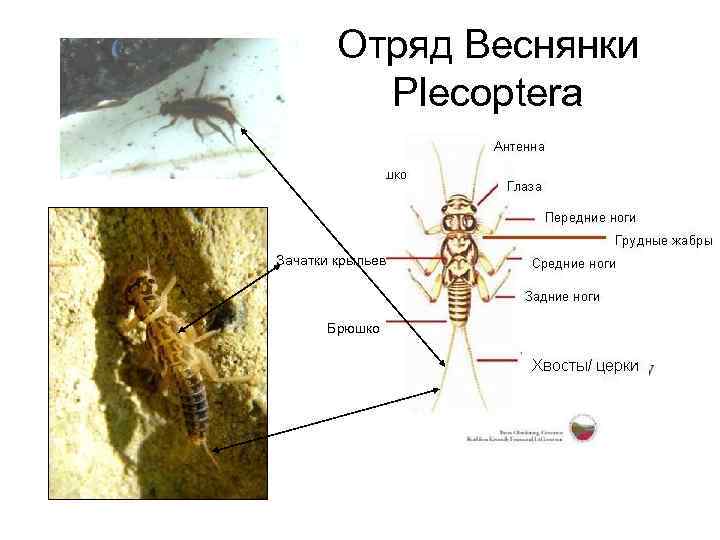 Отряд Веснянки Plecoptera Зачатки крыльев Брюшко 