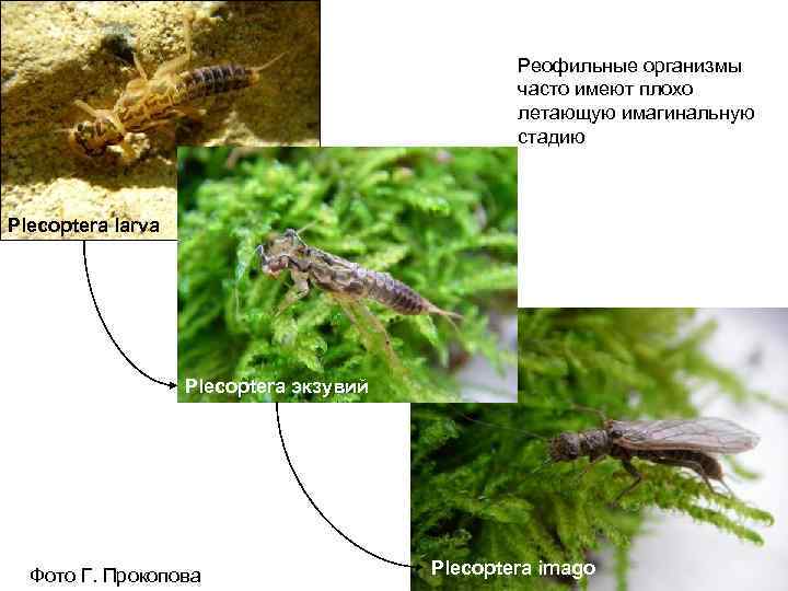 Реофильные организмы часто имеют плохо летающую имагинальную стадию Plecoptera larva Plecoptera экзувий Фото Г.