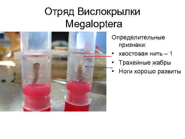 Отряд Вислокрылки Megaloptera Определительные признаки: • хвостовая нить – 1 • Трахейные жабры •