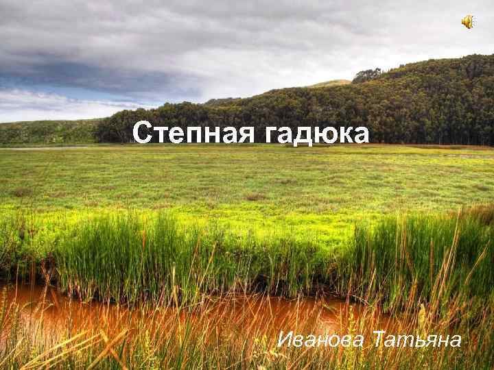 Степная гадюка Иванова Татьяна 