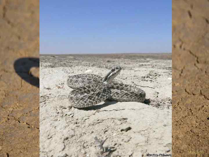 Степная гадюка ведёт преимущественно сумеречный образ жизни. Её суточная активность связана со сменой температурного