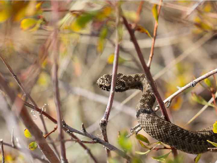 Питается разного рода грызунами, ящерицами, насекомыми, пауками — фактически, любыми животными, которых она способна