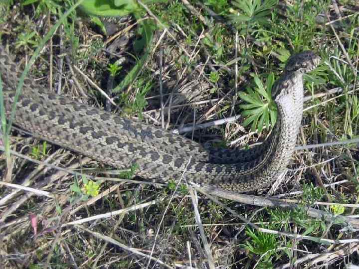 Но и гадюка может стать обедом для аиста, цапли, совы, орла или коршуна, а