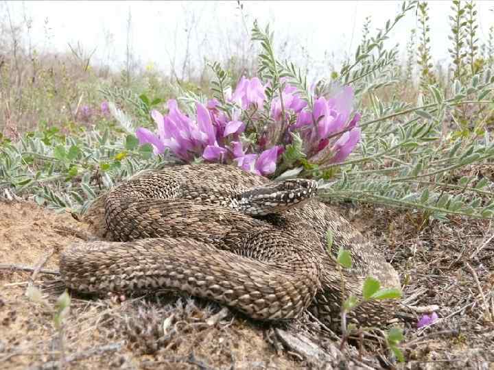 Змеи всегда вызывали повышенный интерес у человека. Страх перед змеями, - заложен в нас