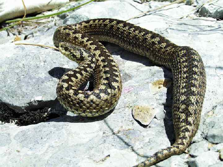 Гадюка степная — змея около 60 см в длину, но встречаются отдельные экземпляры до