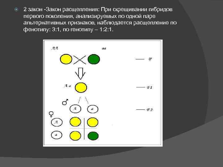  2 закон -Закон расщепления: При скрещивании гибридов первого поколения, анализируемых по одной паре