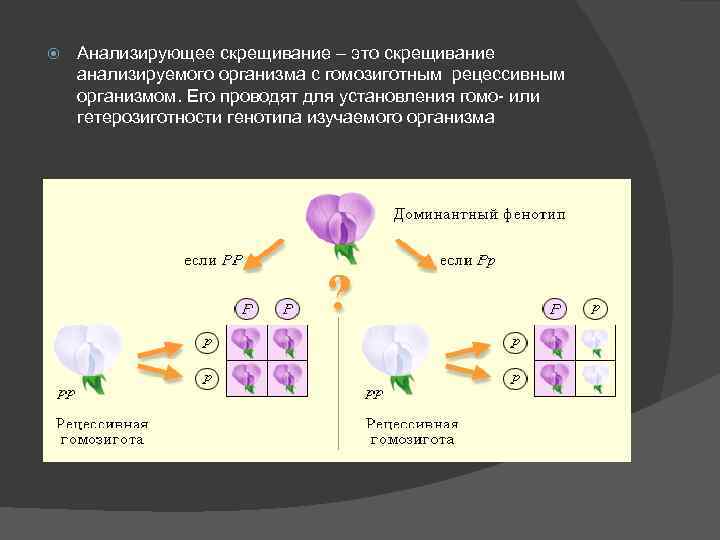  Анализирующее скрещивание – это скрещивание анализируемого организма с гомозиготным рецессивным организмом. Его проводят