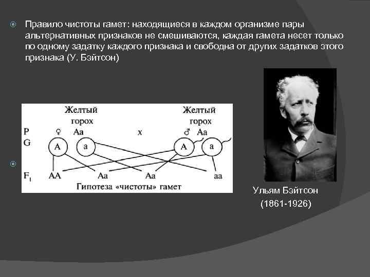  Правило чистоты гамет: находящиеся в каждом организме пары альтернативных признаков не смешиваются, каждая