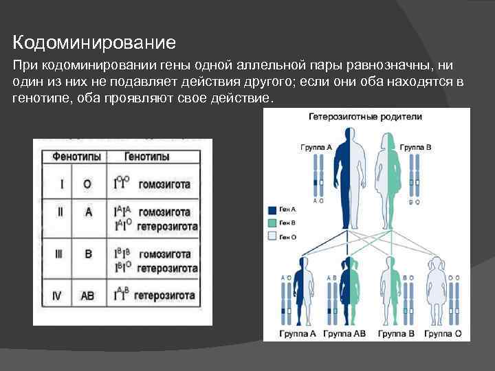 Кодоминирование При кодоминировании гены одной аллельной пары равнозначны, ни один из них не подавляет