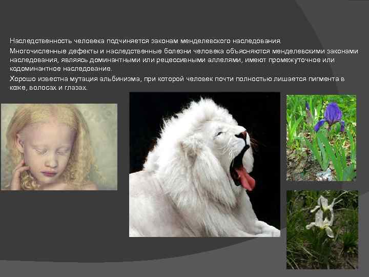 Наследственность человека подчиняется законам менделевского наследования. Многочисленные дефекты и наследственные болезни человека объясняются менделевскими