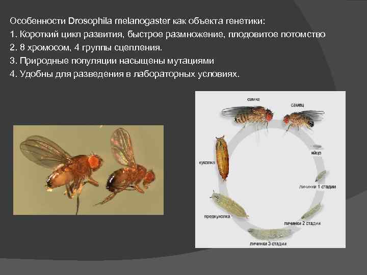 Особенности Drosophila melanogaster как объекта генетики: 1. Короткий цикл развития, быстрое размножение, плодовитое потомство