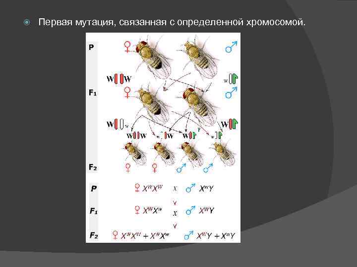  Первая мутация, связанная с определенной хромосомой. 