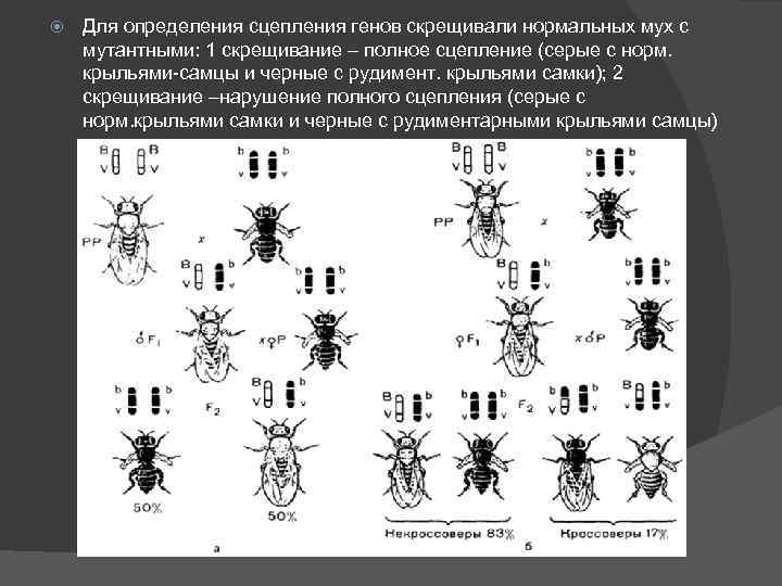  Для определения сцепления генов скрещивали нормальных мух с мутантными: 1 скрещивание – полное