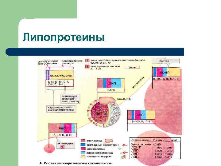 Липопротеины 