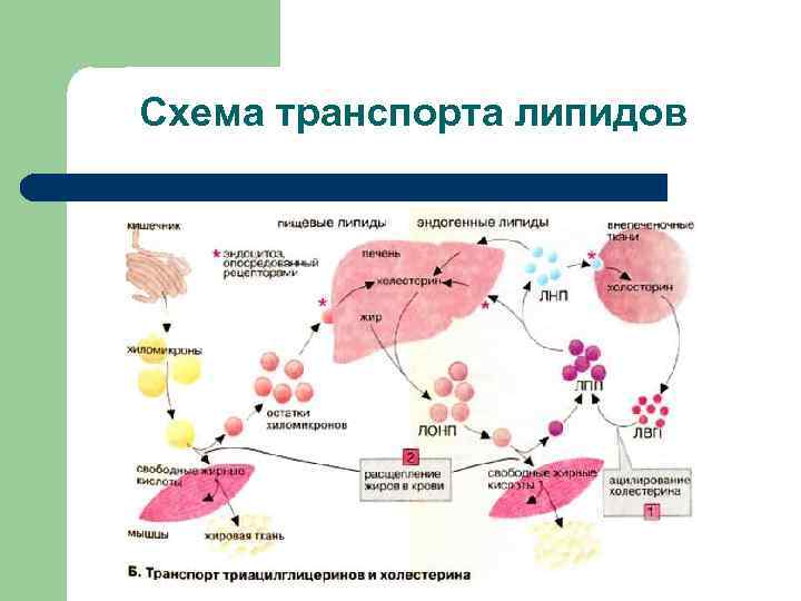 Схема транспорта липидов 