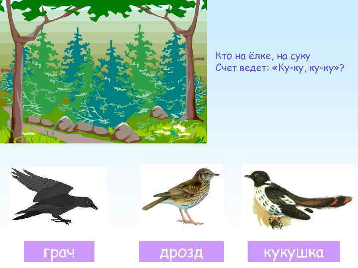 Кто на ёлке, на суку Счет ведет: «Ку-ку, ку-ку» ? грач дрозд кукушка 