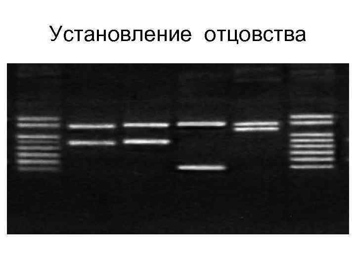 Установление отцовства 