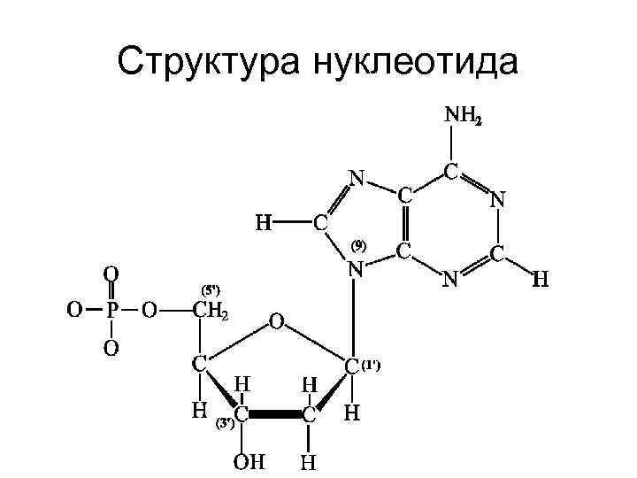 Какой состав нуклеотида днк