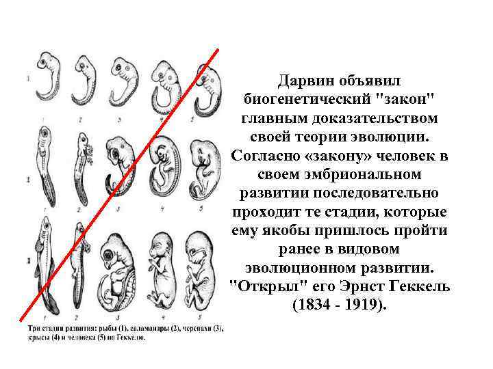 Дарвин объявил биогенетический 