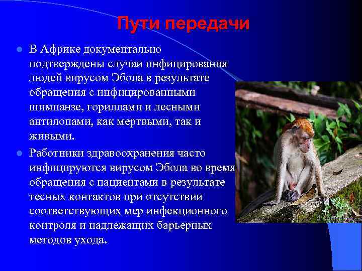 Пути передачи В Африке документально подтверждены случаи инфицирования людей вирусом Эбола в результате обращения