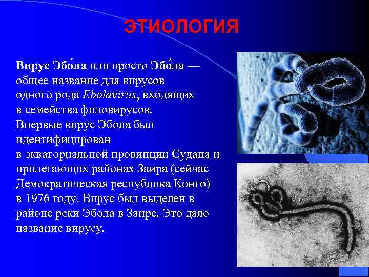 ЭТИОЛОГИЯ Вирус Эбо ла или просто Эбо ла — общее название для вирусов одного