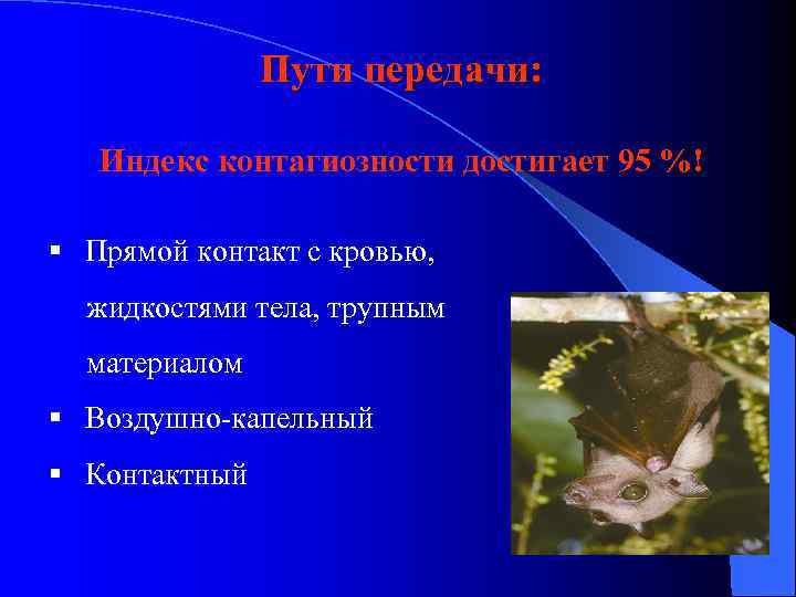 Пути передачи: Индекс контагиозности достигает 95 %! § Прямой контакт с кровью, жидкостями тела,