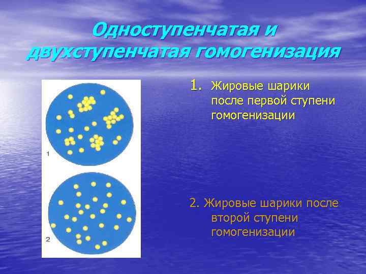 Одноступенчатая и двухступенчатая гомогенизация 1. Жировые шарики после первой ступени гомогенизации 2. Жировые шарики