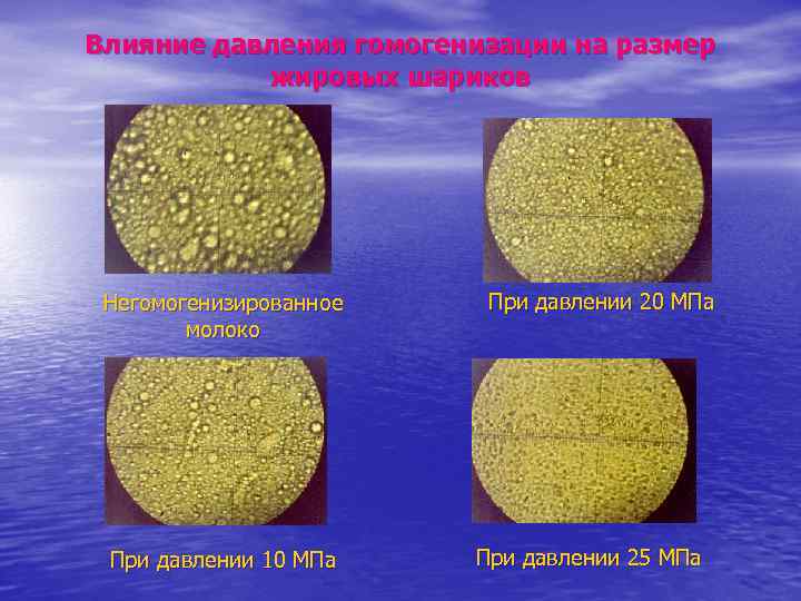 Влияние давления гомогенизации на размер жировых шариков Негомогенизированное молоко При давлении 10 МПа При