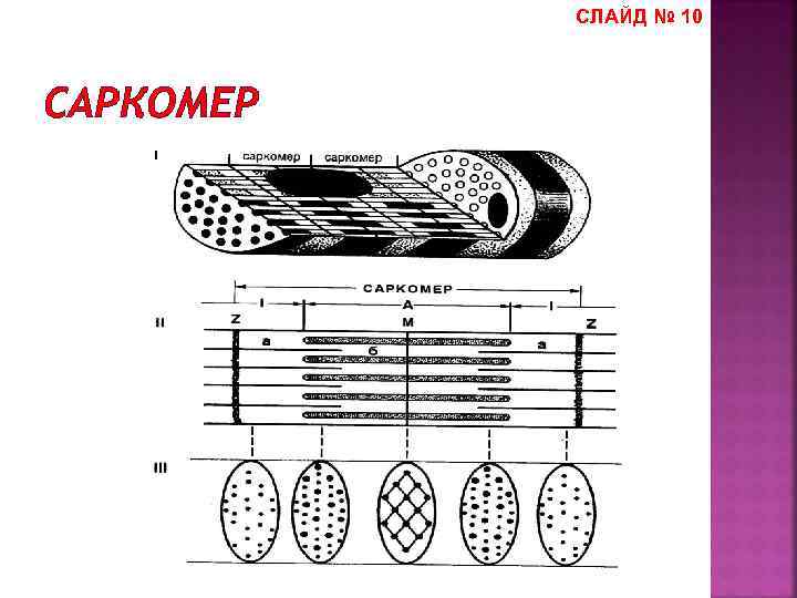 СЛАЙД № 10 САРКОМЕР 