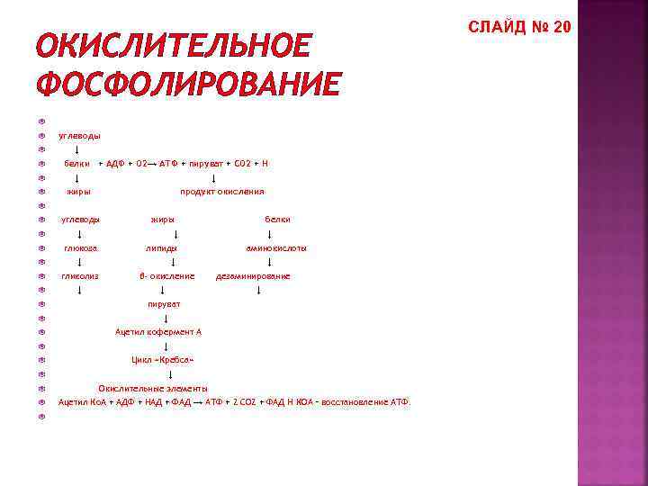 ОКИСЛИТЕЛЬНОЕ ФОСФОЛИРОВАНИЕ углеводы ↓ белки + АДФ + О 2→ АТФ + пируват +