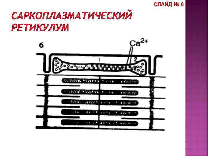 СЛАЙД № 8 САРКОПЛАЗМАТИЧЕСКИЙ РЕТИКУЛУМ 