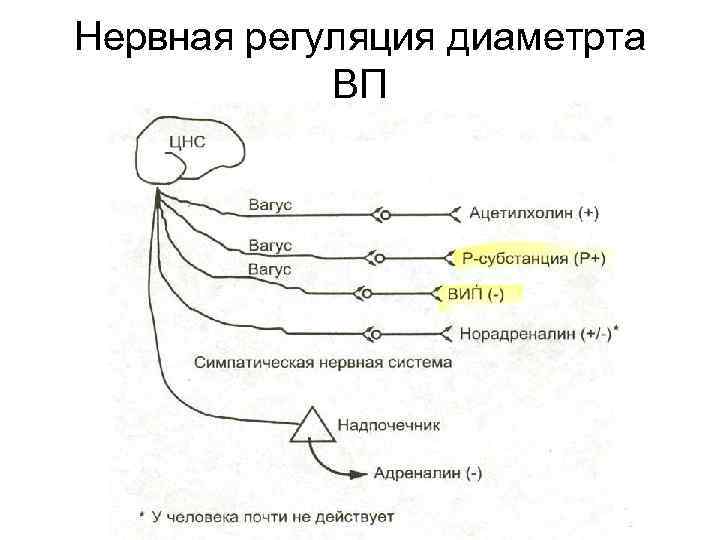 Нервная регуляция диаметрта ВП 