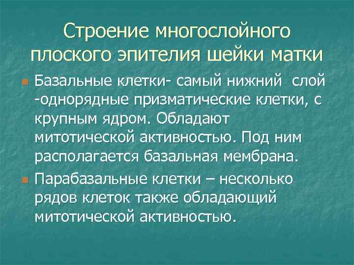 Строение многослойного плоского эпителия шейки матки n n Базальные клетки- самый нижний слой -однорядные