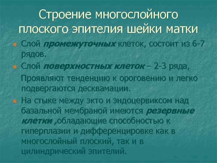 Строение многослойного плоского эпителия шейки матки n n n Слой промежуточных клеток, состоит из