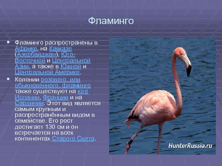 Фламинго § Фламинго распространены в Африке, на Кавказе (Азербайджан), Юго. Восточной и Центральной Азии,