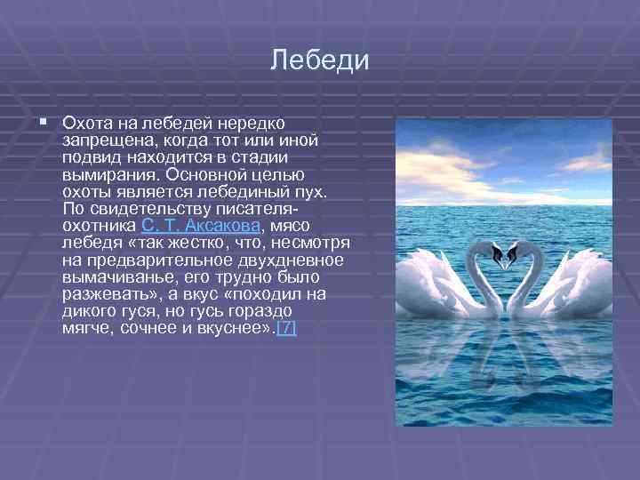 Лебеди § Охота на лебедей нередко запрещена, когда тот или иной подвид находится в